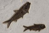 Natural, Fossil Fish Mural From Bottom Cap Layer - Wyoming #307797-4